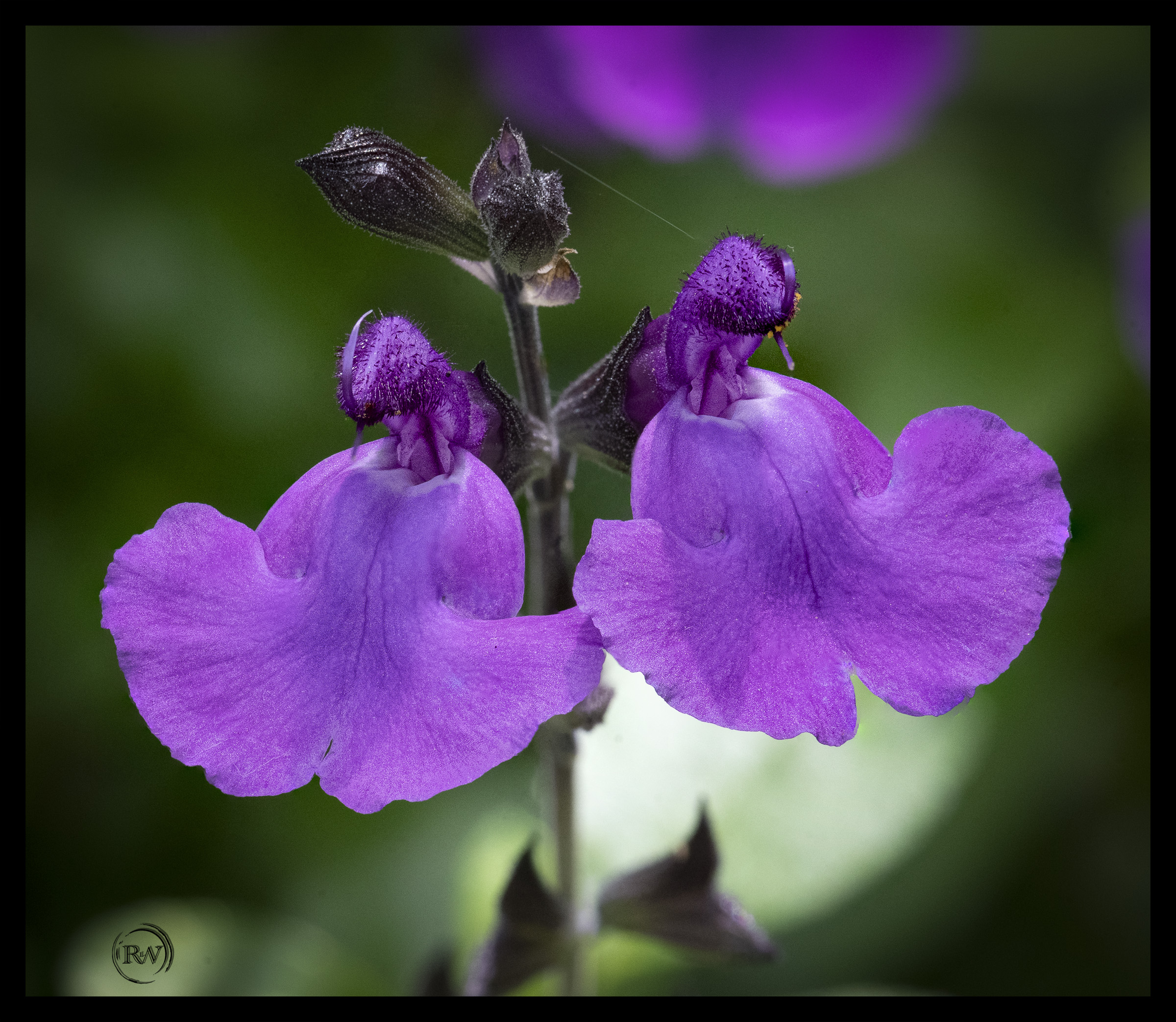 Purple Salvia.1